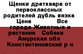 Щенки дратхаара от первоклассных  родителей(дубль вязка) › Цена ­ 22 000 - Все города Животные и растения » Собаки   . Амурская обл.,Константиновский р-н